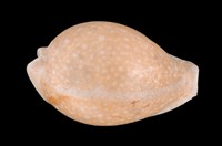 藏品(初雪寶螺)的圖片